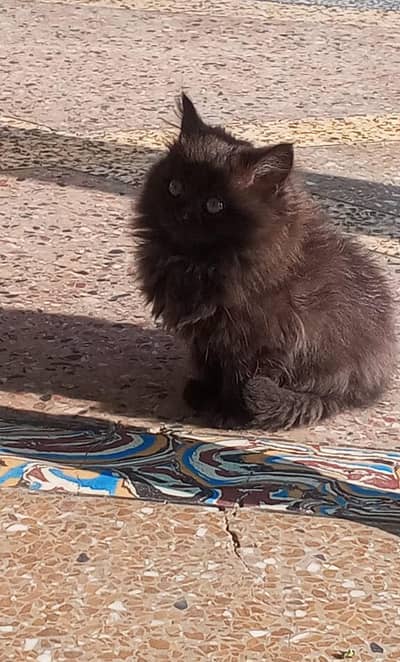 high quality cat baby black diamond