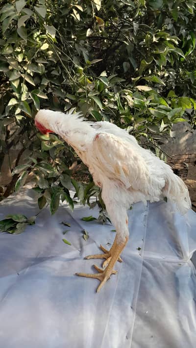 German oh sahmo patha for sale and Japanese sahmo pair for urgent sale