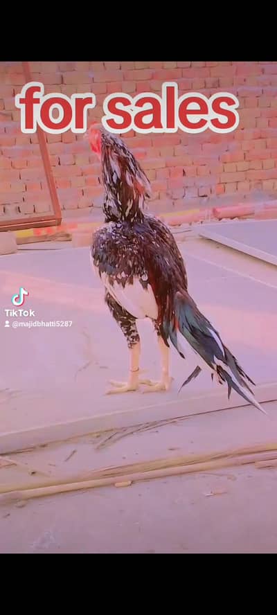 murga ka colour puliya