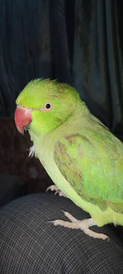 bohat acha parrot  he