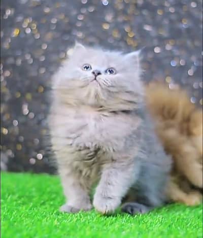 Persian cat Blue eyes vaccinated WhatsApp number03491408599