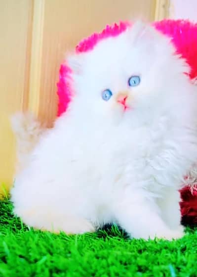 Persian cat Blue eyes vaccinated WhatsApp number03491408599