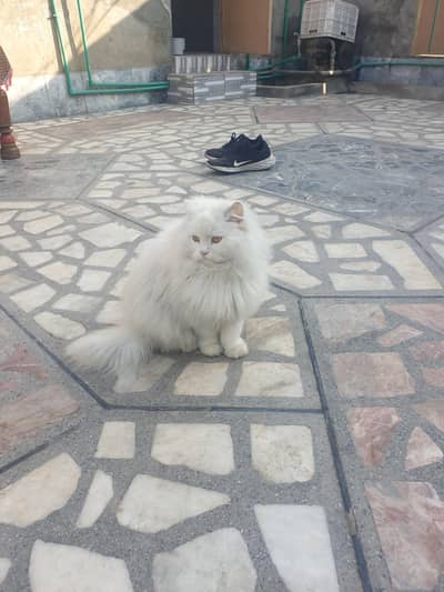 پیرسین جوڑا سفید کلر میں