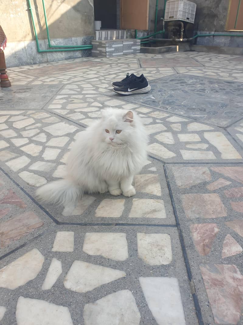 پیرسین جوڑا سفید کلر میں 0