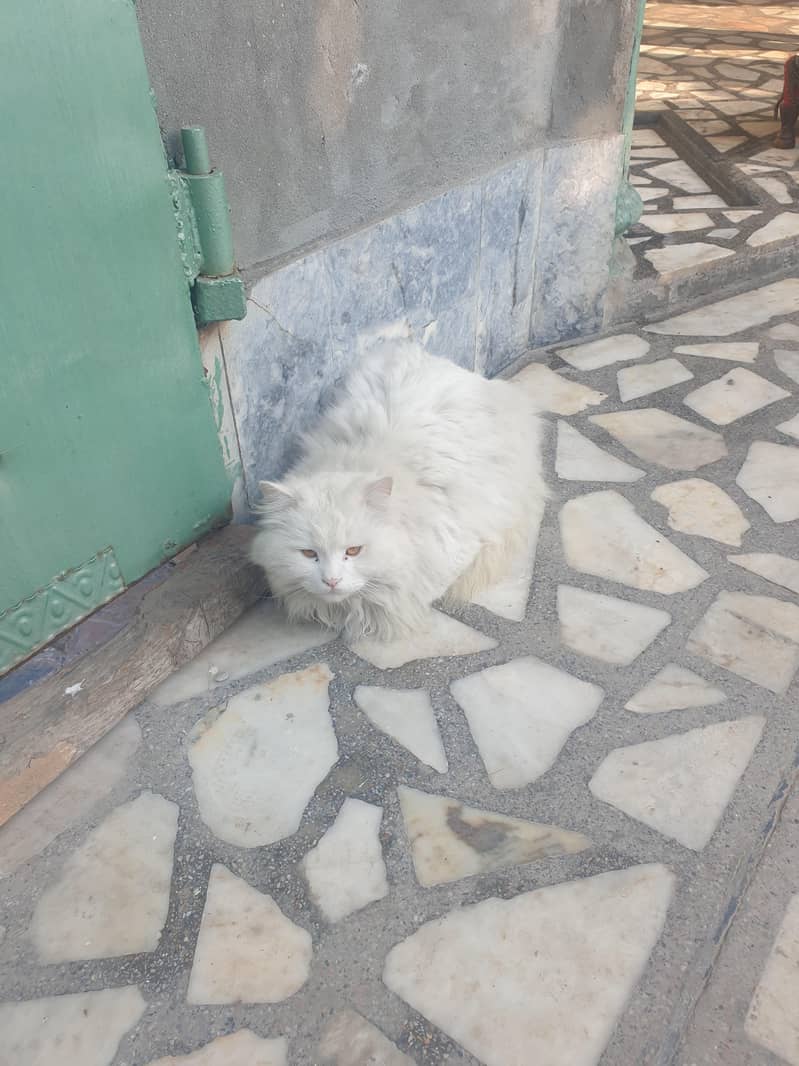 پیرسین جوڑا سفید کلر میں 1