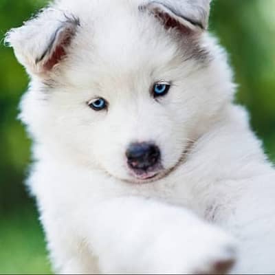 Alaskan Husky puppies available for sale