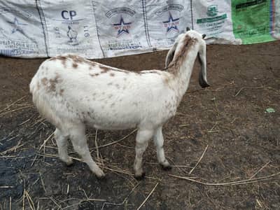Goat for sale
