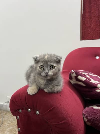 Scottish Fold