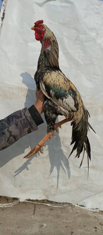 Aseel roasters available.