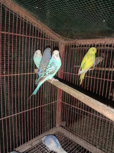 budgies parrots