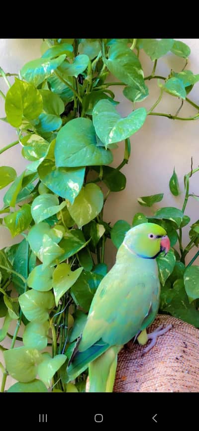 Male tamed green parrot for adoption
