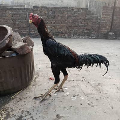 pakeo+Japanese urgent sale. . . . serious person contect krey