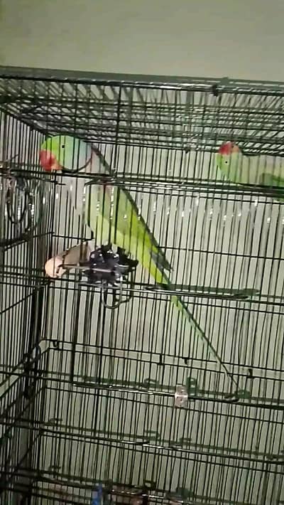 RAW PARROT BREEDER PAIR