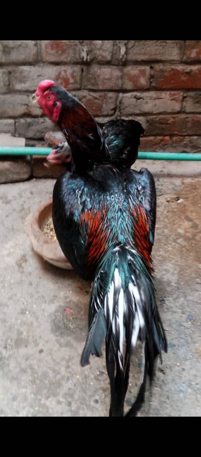 Healthy Aseal for sale