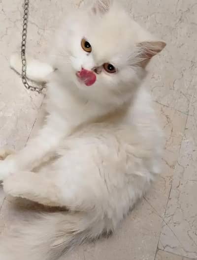 Persian female kitten for sale. my WhatsApp number 0320*24-100*47