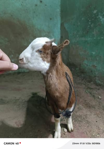 Ablak teda breder quality