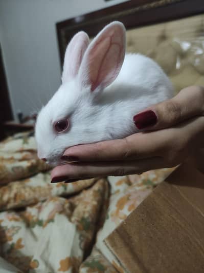 rabbits babies cute bunnies