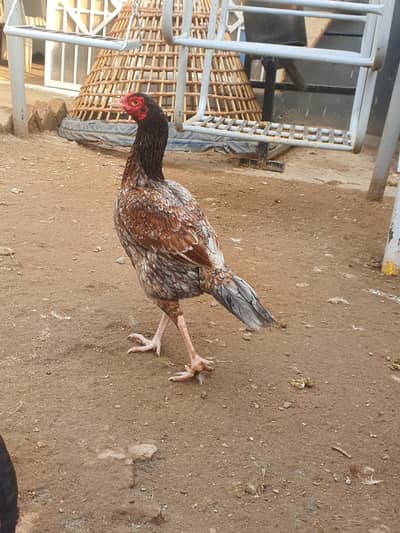 Aseel Mianwali Female adult