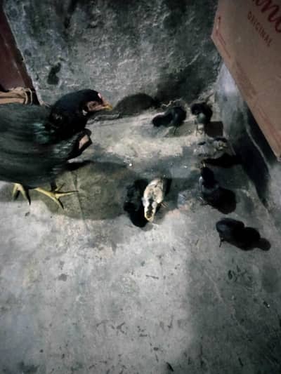 aseel hens and chiks