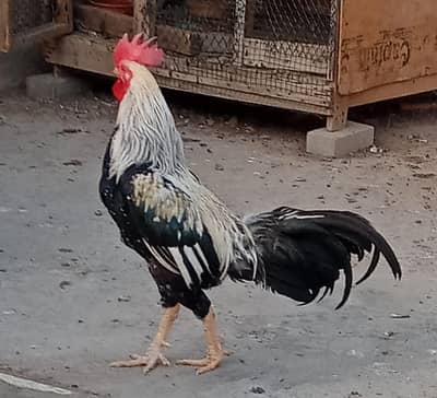 aseel murgha for sell