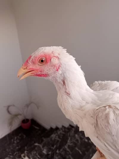 Heera Aseel Trio Pathy