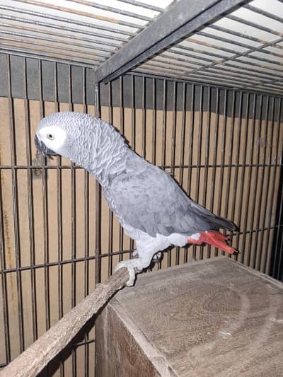African grey confrim pair