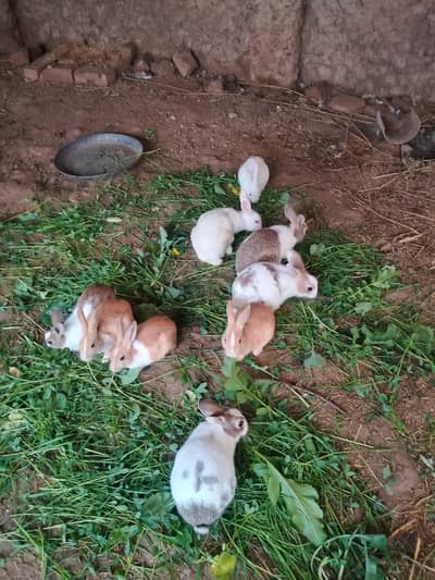 Rabbits For Sale2 Male 2 Female