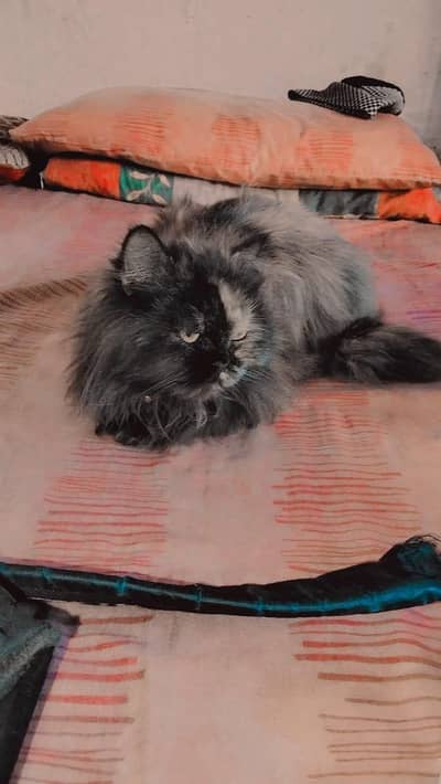 tripal coted persian cate