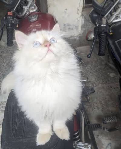 triple coated persianl male vaccinated and playful