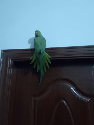 parrot for sale