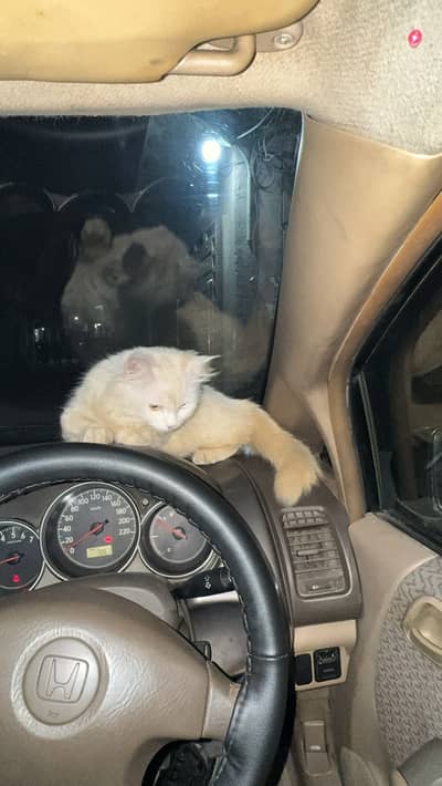 Persian cat for sale with odd eyes