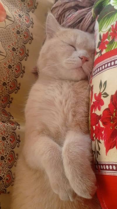 British shorthair cat  Awesome look