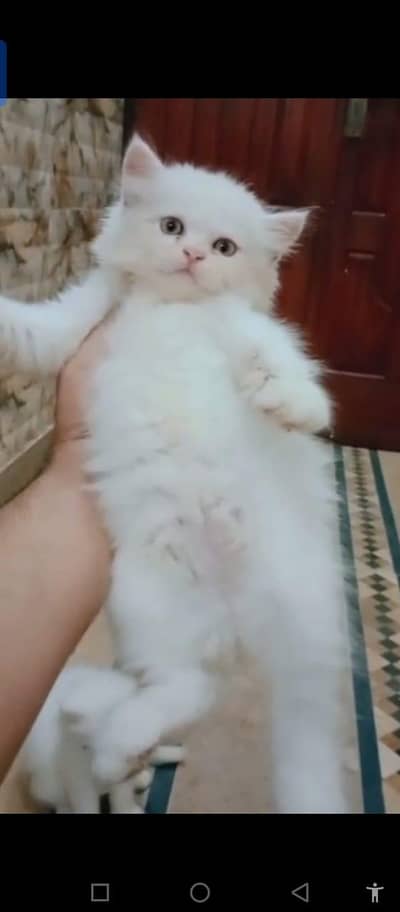 Persian cat for sale male or female my WhatsApp0343. . . . . 96. . . 26. . . 858