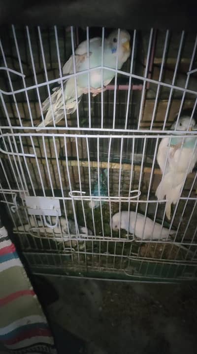 9 parrot  with 2 baby total 11 for sale with cage