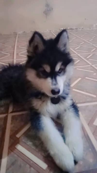 Siberian husky For sale