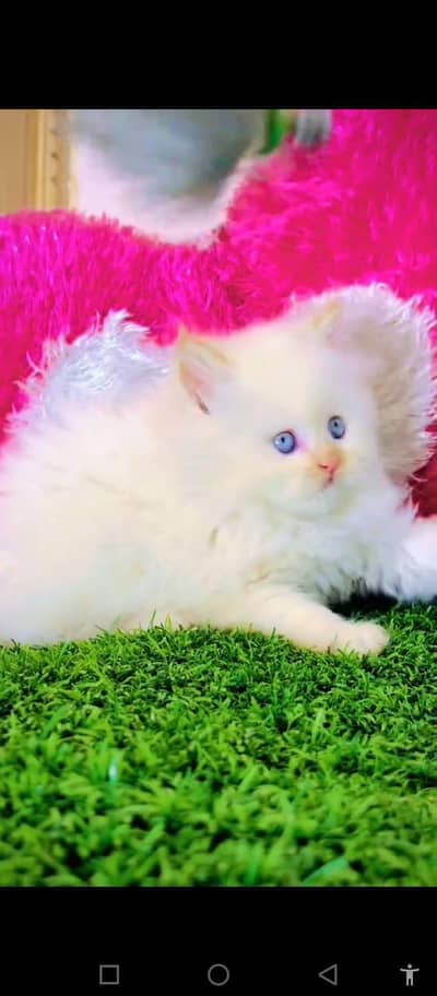 Persian cat for sale male or female my WhatsApp0343. . . . . 96. . . 26. . . 858
