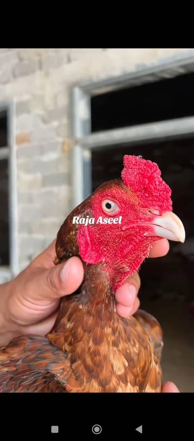 Aseel peela For sale