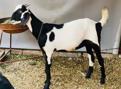 Tadi Bakri Barbari cross 1 month gaban hy