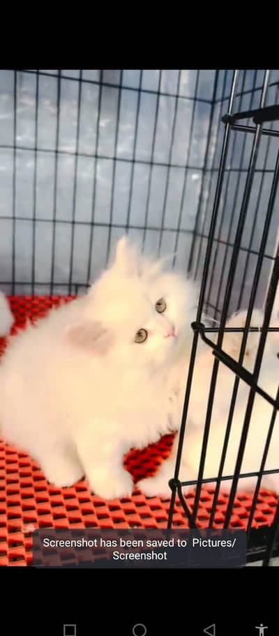 Persian cat for sale male or female my WhatsApp0343. . . . . 96. . . 26. . . 858