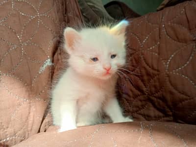 kittens for sale