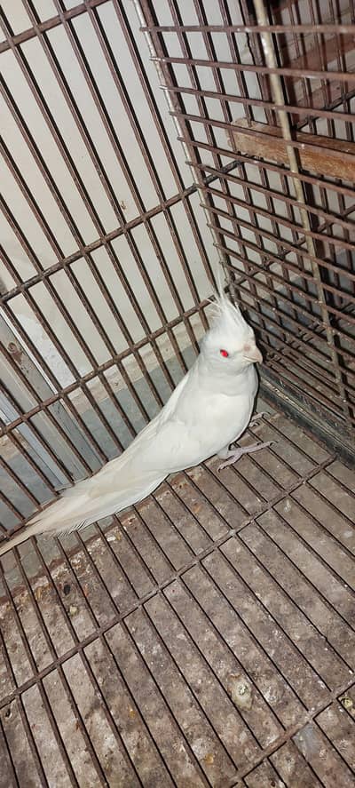 Ino Cockatiel Breeder Male Available