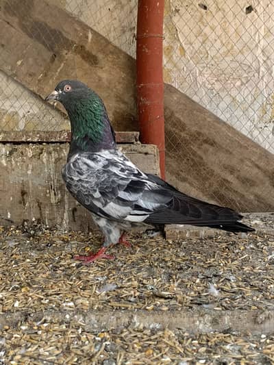 Dab Wala - Chapra Pair For Sale