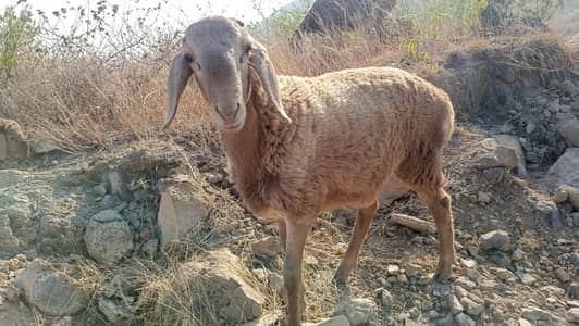 dumba ha location d13 near gorla Sharif islamabad