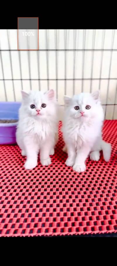 Persian cat for sale male or female my WhatsApp 0324==071==61=05