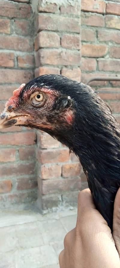 aseel hen's for sale