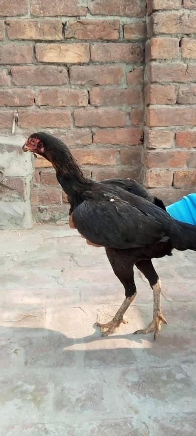 aseel hen's for sale