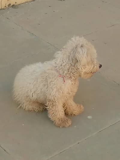 family dog . . . . . . . . . . . . . . ,. . . . . .