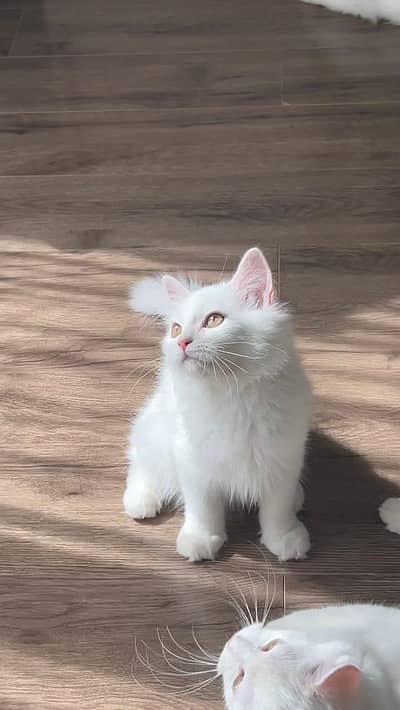 Persian cat for sale my WhatsApp number 0370-36-59--905