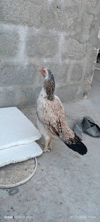 Aseel Sindhi Jawa Pair