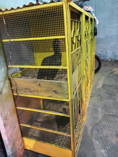 Aseel Cages 08 Rooms